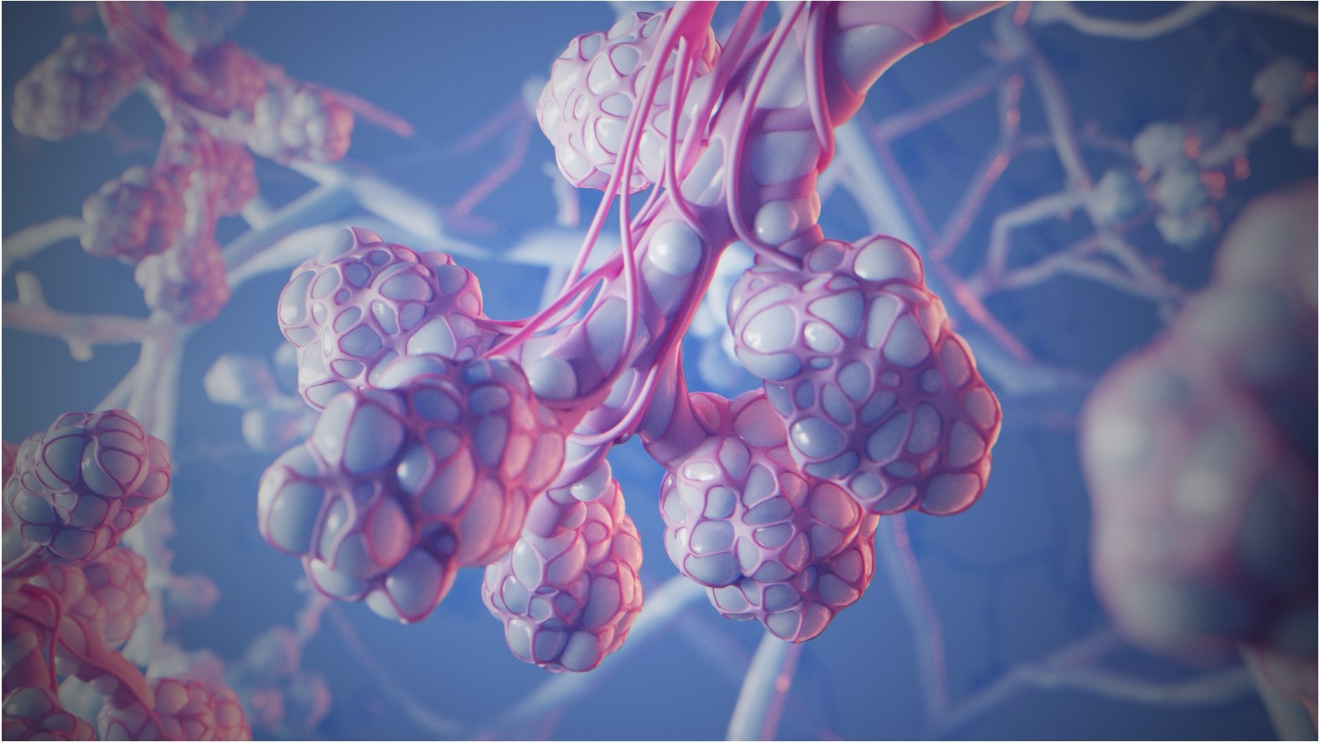 3d animation of  Close-up of alveoli in the lung in white and pink.jpg